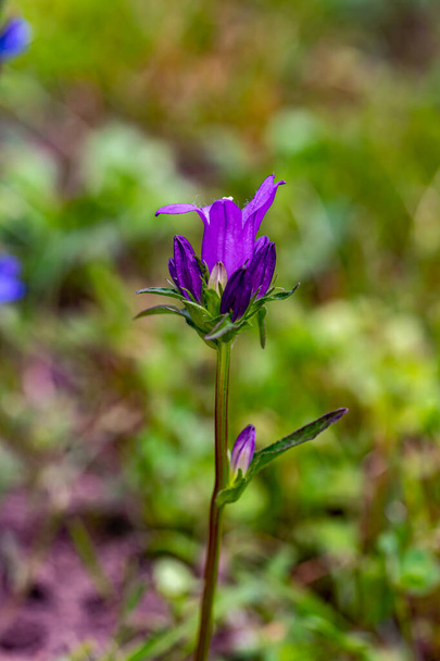 Campanula glomerata flor que crece en el campo - Foto, imagen