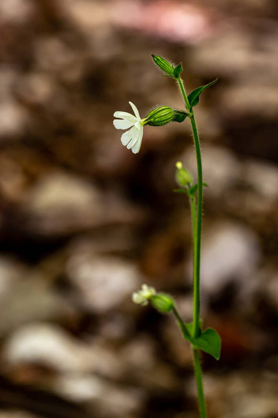 Silene latifolia in the forest, close up - Photo, Image