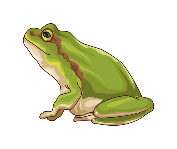 Słodka i realistyczna żaba - Wektor, obraz