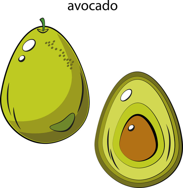 Avocado. Whole avocado and avocado in the cut.  - ベクター画像