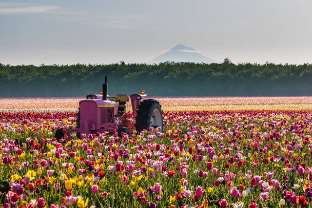 traktor színes tulipánban iktatott Woodburn, Oregon - Fotó, kép