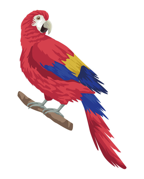 papuga egzotyczne ptaki - Wektor, obraz