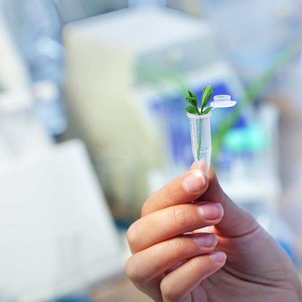 plant sprout in test tube - Foto, Imagem