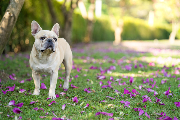 A cute French bulldog on a meadow with flowers - Photo, image