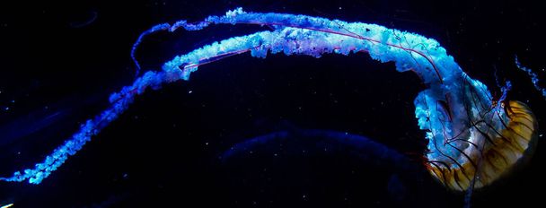 A beautiful glowing jellyfish underwater - Valokuva, kuva