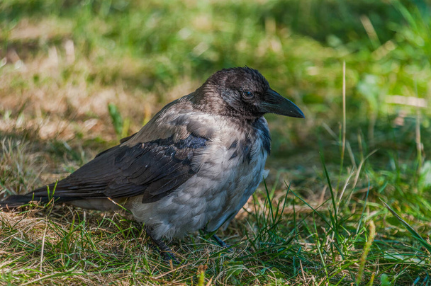 A young crow chick that can't fly yet - Photo, Image
