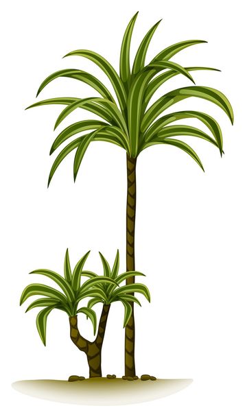Bir palmiye ağacı - Vektör, Görsel