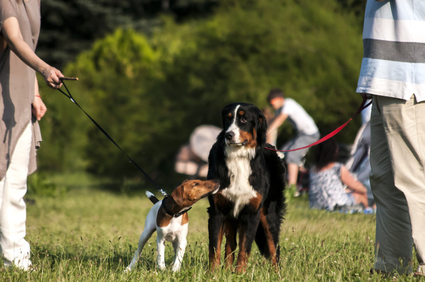 Dos perros con correas en el parque
 - Foto, imagen