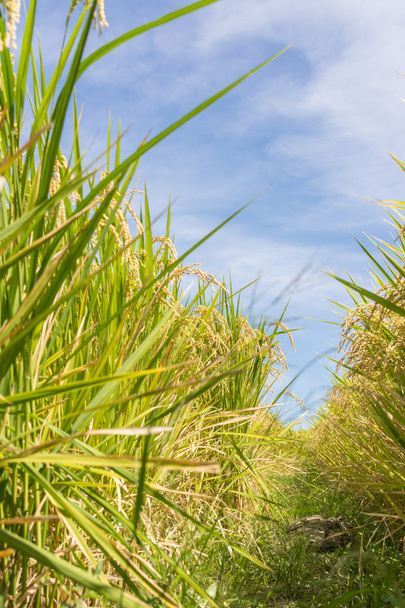 Paesaggio rurale con risaia dorata
 - Foto, immagini