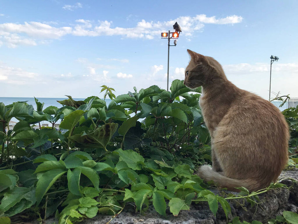 een rode kat zit op een stenen borstwering tegen de achtergrond van groen en de zee. Met Varna. Bulgarije - Foto, afbeelding