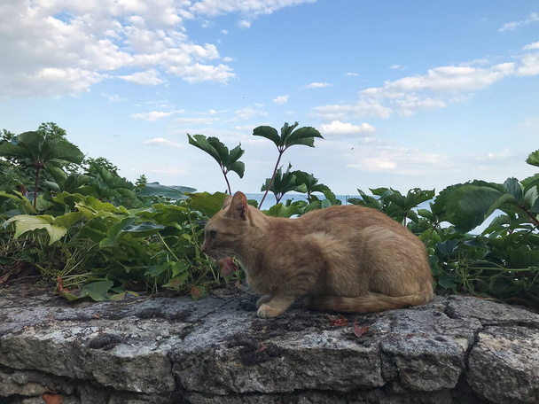 μια κόκκινη γάτα κάθεται σε ένα πέτρινο στηθαίο στο φόντο του πράσινου και της θάλασσας. Βάρνα. Βουλγαρία - Φωτογραφία, εικόνα