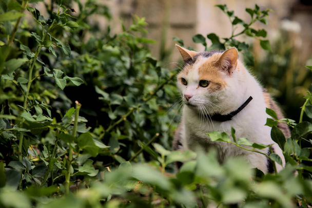 Een stoere calico kat in een bush - Foto, afbeelding