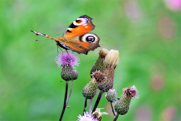 ピーコック蝶の壮大なパターンの眼窩は、捕食者を驚かせたり混乱させたりするために進化し、最も容易に認識される種の1つになった。. - 写真・画像