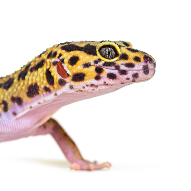 Side view Head shot of a Leopard gecko, isolated on white - Photo, Image
