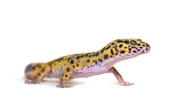Vue latérale d'un gecko léopard, isolé sur blanc - Photo, image