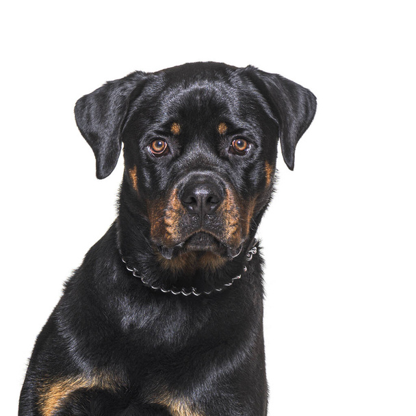 Foto da cabeça de um Rottweiler olhando para a câmera, isolado em branco - Foto, Imagem