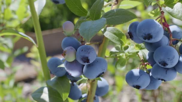 Blueberries on a blueberry bush on a sunny summer day. - Materiał filmowy, wideo