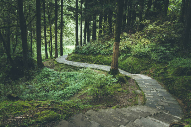Lange Straße im Grünen Wald - Alishan National Forest Recreation Area im Chiayi County, Alishan Township, Taiwan - Foto, Bild
