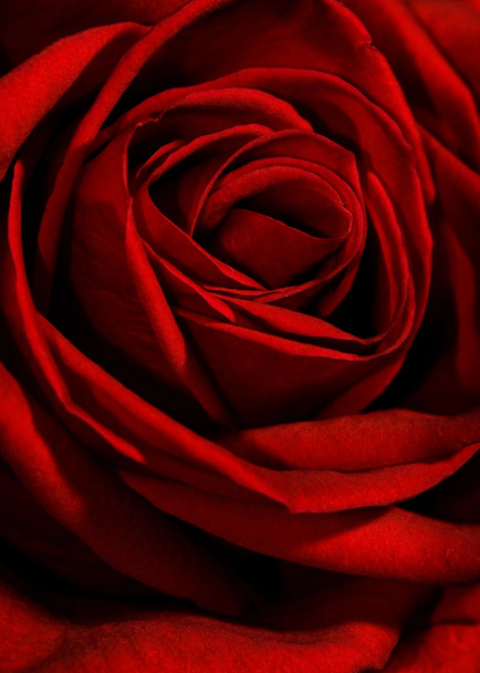 Red rose close-up shot - Photo, Image
