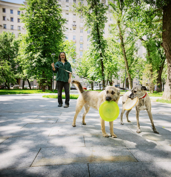 Two dogs walking on a leash in the city holding a frisbee disc in their mouth - Foto, immagini