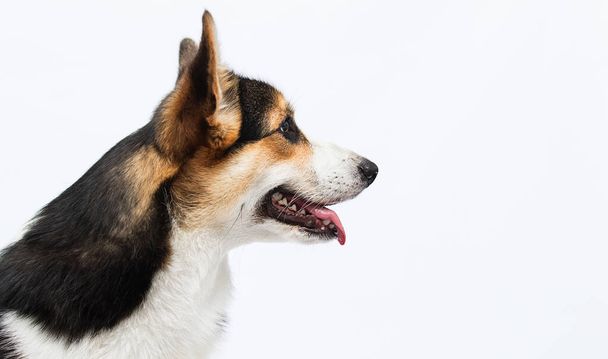 dog with tongue looking sideways welsh corgi pembroke breed - Photo, image