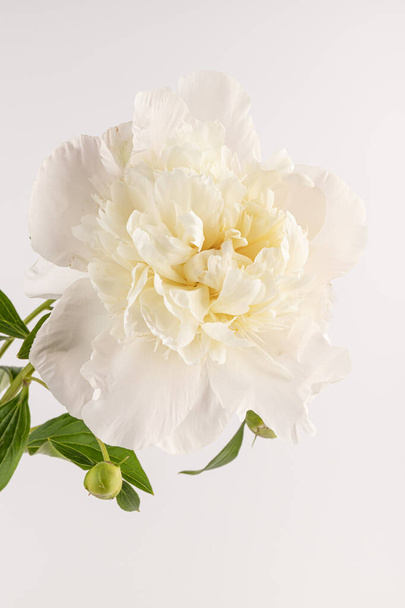 mooie witte pioenroos geïsoleerd op lichte achtergrond, close-up detail opname, romantische achtergrond - Foto, afbeelding