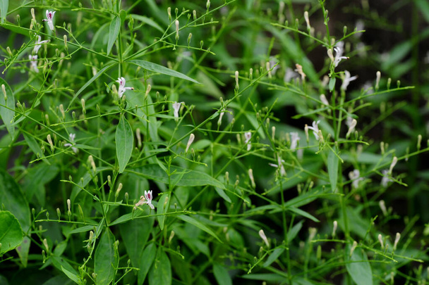 Andrographis panichis paniculata, κοινώς γνωστό ως creat ή green chiretta, Acanthaceae, η απενεργοποίηση του παθογόνου στους κορωναϊούς είναι πολύ σημαντική, Επιλέξτε την εστίαση του λουλουδιού στην κάτω αριστερή γωνία. - Φωτογραφία, εικόνα