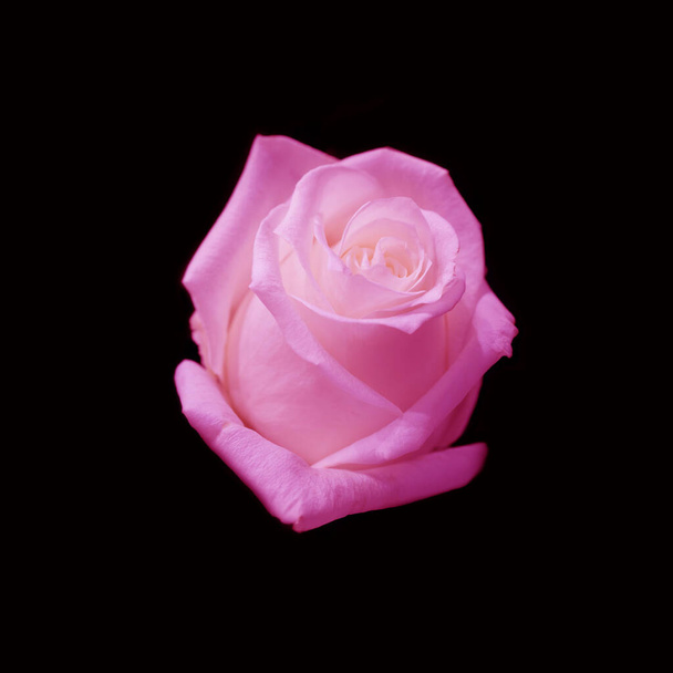 Hermosas flores rosadas. Rosas florecientes patrón sin costuras. Fondo natural floral.  - Foto, Imagen