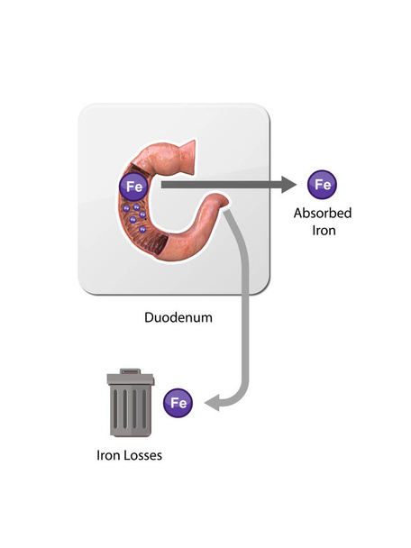 Metabolismo del hierro. de hígado, intestino y bazo. Circulación, reciclaje, almacenamiento y absorción de ferrones. Eritropoyesis. Hierro con glóbulos rojos moviéndose de hueso a sangre, y bazo, 2d 3d render, ilustración - Foto, imagen