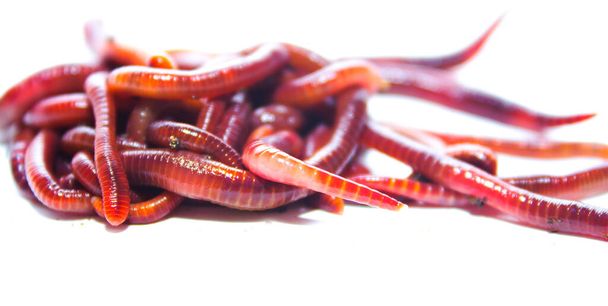 Earthworm, Lumbricus terrestris on white background - Photo, Image
