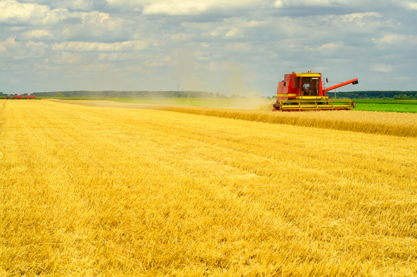 収穫を組み合わせる小麦の収穫 - 写真・画像