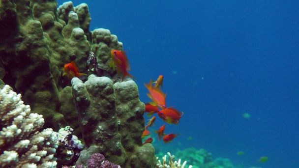 シー・ゴールディ。紅海で最も一般的なアンティア。ダイバーはサンゴ礁の斜面にある巨大な群れで彼を見る. - 写真・画像