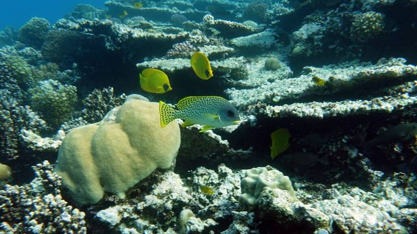 Hermoso pescado en el arrecife del Mar Rojo. - Foto, Imagen
