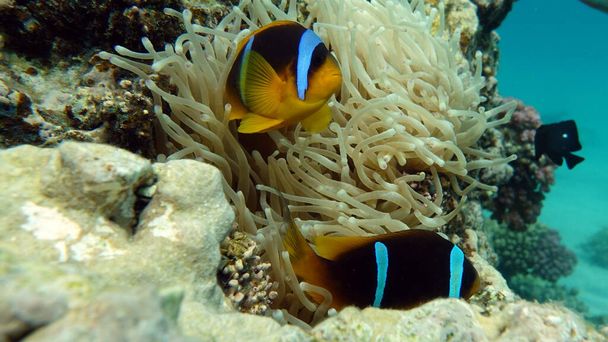 Clown fish amphiprion (Amphiprioninae). Red sea clown fish. - Photo, Image