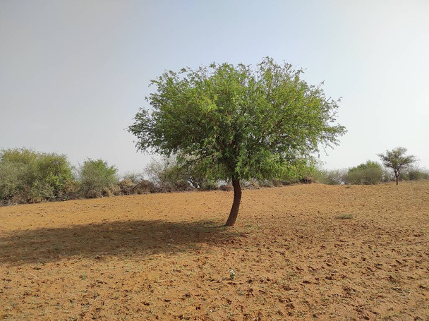 Nazwa rośliny to khejri, Rajasthan, Indie  - Zdjęcie, obraz