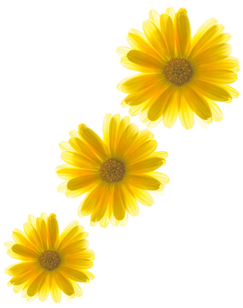 Yellow flowers on white background - Photo, Image