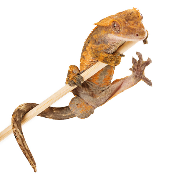 Crested gecko holding onto a stick - Photo, Image