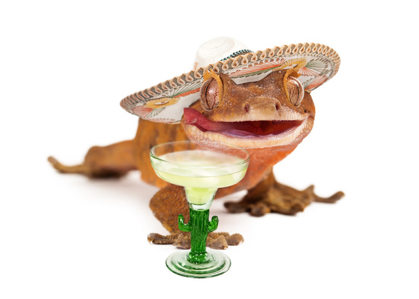 chocholatý gecko nosí sombrero s margarita - Fotografie, Obrázek
