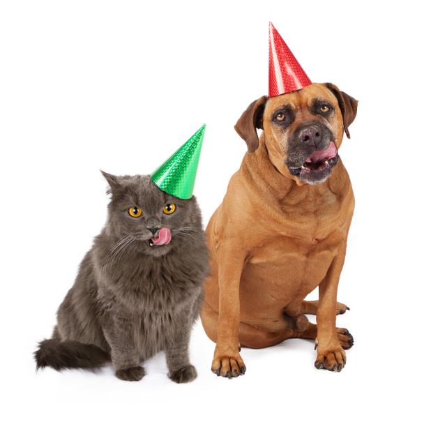 Dog and Cat Wearing Birthday Hat and Licking Lips - Photo, Image