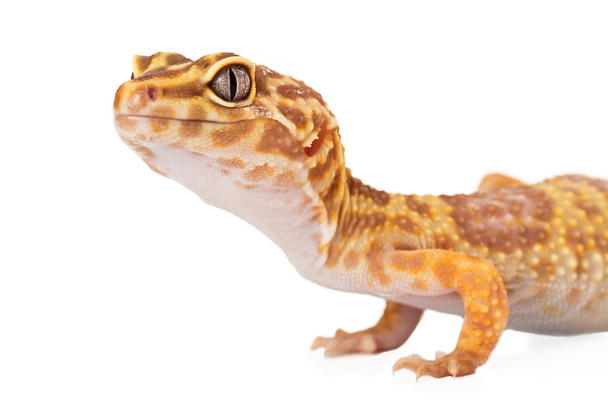 Leopardo Gecko Vista lateral recortado
 - Foto, Imagen