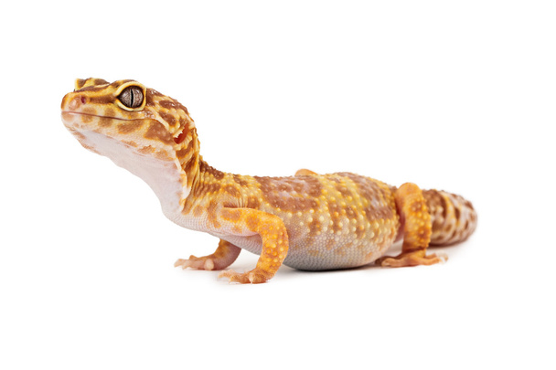 Lampart gecko widok z boku - Zdjęcie, obraz