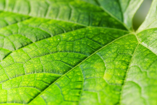 Texture des feuilles - Photo, image