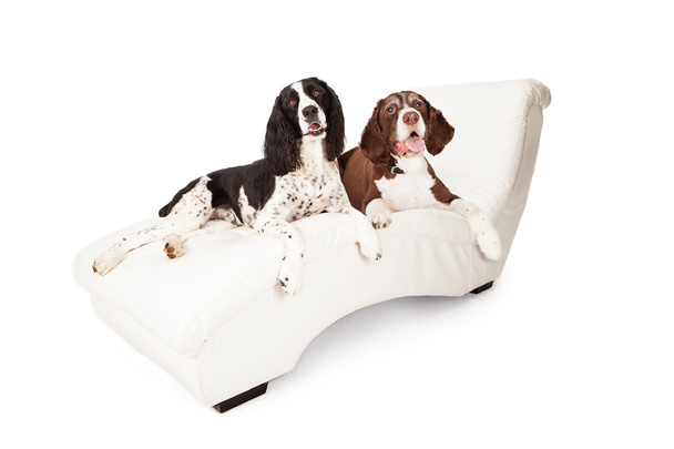 twee springer spaniel honden op een chaise lounge - Foto, afbeelding