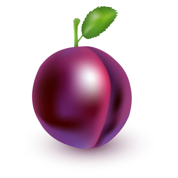 Plum with leaf in realistic style isolated on white background. Fruit icon. Vector illustration. - Вектор, зображення