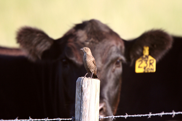 Songbird no poste de cerca com vaca no fundo
 - Foto, Imagem