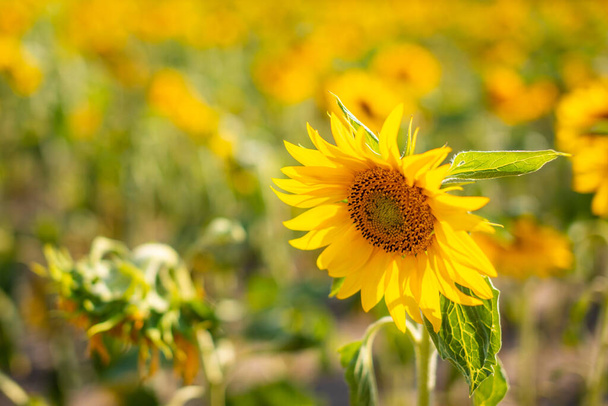 Влітку в Чеській республіці соняшники цвітуть. - Фото, зображення