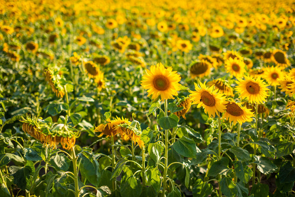 Field of blooming sunflowers in summertime in Czech republic - Photo, Image