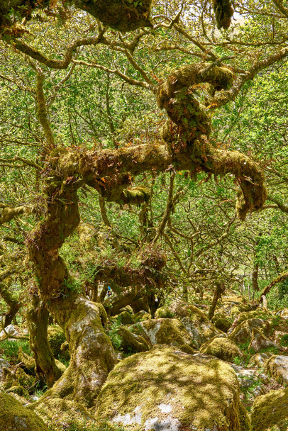 ウィスマンの木の古代のオークをねじった。西ダート谷。ダートムーア国立公園,デヴォン,イギリス - 写真・画像