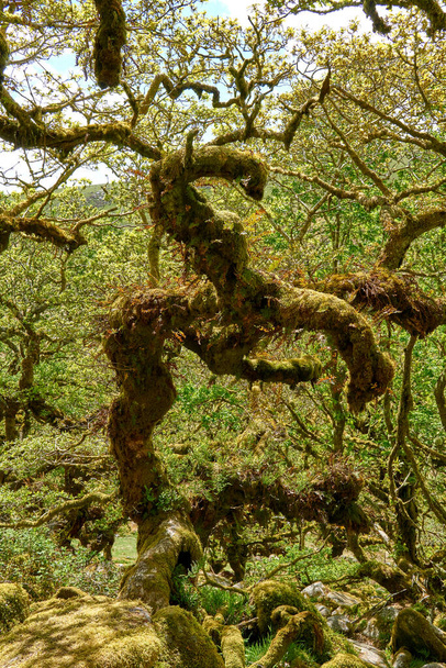 Διεστραμμένες αρχαίες βελανιδιές στο δάσος Γουίστμαν. Στο Γουέστ Νταρτ Βάλεϊ. Εθνικό πάρκο Ντάρτμουρ, Ντέβον, Αγγλία, Ηνωμένο Βασίλειο - Φωτογραφία, εικόνα