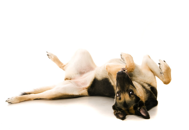 The East-european dog on white - Valokuva, kuva